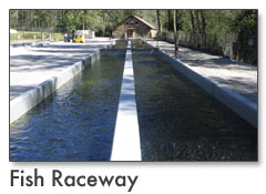 Fish Raceway